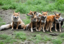 Укусы животных в Приднестровье: статистика