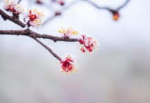 Ранние косточковые фрукты в Молдове в опасности: температурные качели