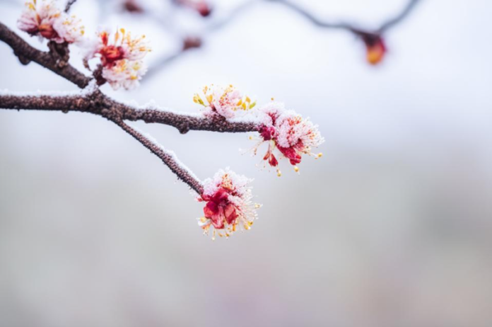 Заморозки. Ранний абрикос. Фото ИИ kandinsky