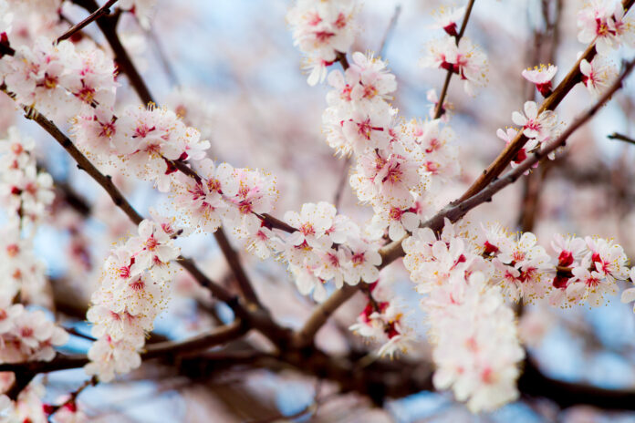 погода, ветреная