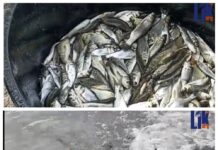 Зарыбление реки Днестр: акция рыбаков в Рыбнице