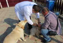 Месячник по профилактике бешенства стартует в Приднестровье бешенство, ветеренария