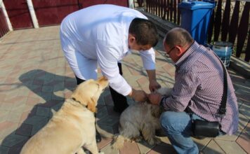 Месячник по профилактике бешенства стартует в Приднестровье бешенство, ветеренария