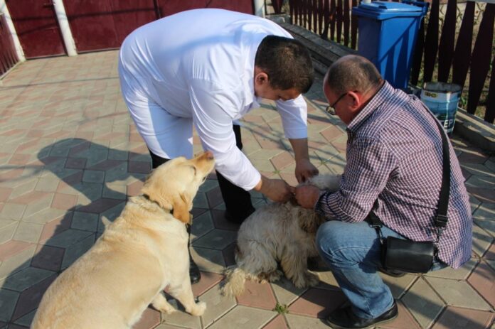 Профилактика бешенства в Приднестровье бешенство, ветеренария