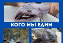 Почему некоторые виды рыб продают без головы