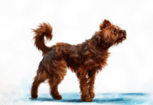 Почему собаки лают на некоторых людей и не реагируют на других