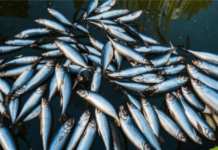 В Молдове разрешили лов сельди в Днестре