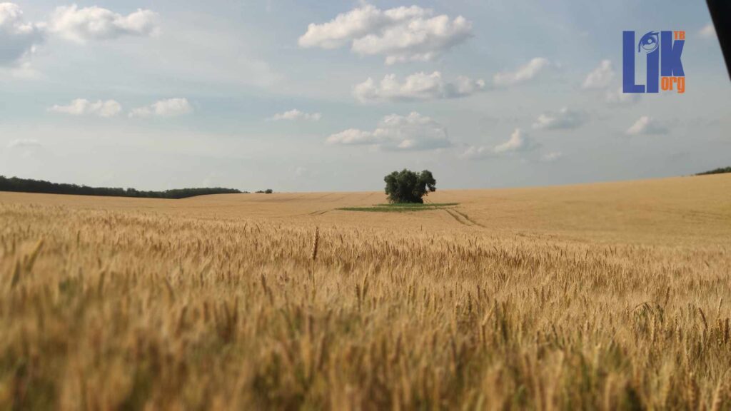 погода, поле, пшеница