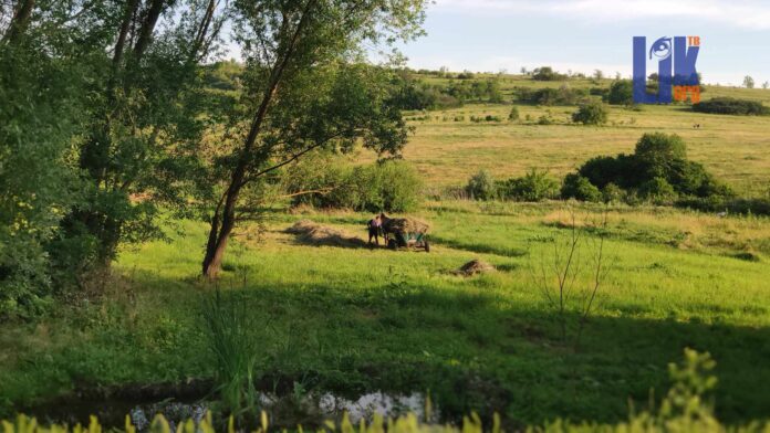погода, жарко, повозка, лошадь