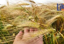 Жатва 2024: в Приднестровье началась уборка урожая урожай, жатва, пшеница, погода