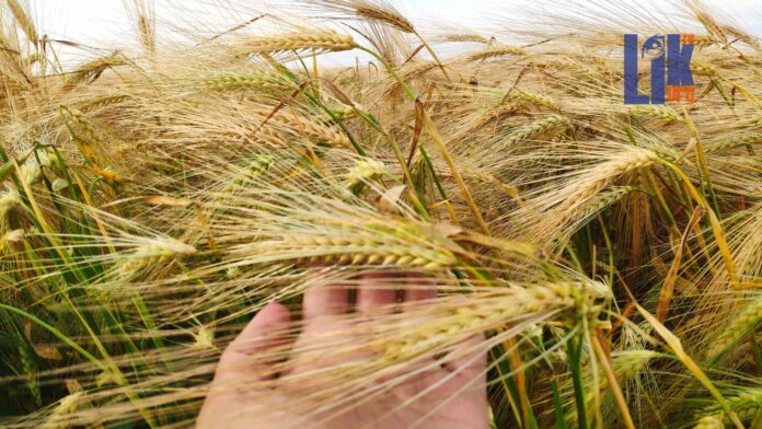 Уборка урожая урожай, жатва, пшеница, погода