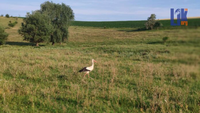 Хороша природа погода, аист