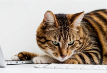 Защита от пушистых хакеров: Richie Howell выпустил CatLock для Windows