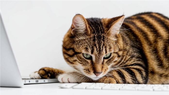 Клавиатура и кот. Фото ИИ kandinsky