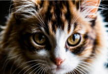 А вы знали что кошки могут плакать?