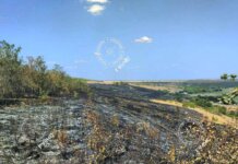 Пожар в Рыбницком районе: огонь уничтожил 60 гектаров пожар, Рыбницкий район
