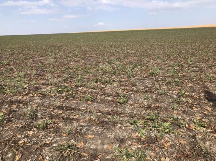 Сахарная свекла. Фото с сайта moldova1.md