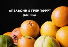 Чем отличается апельсин от грейпфрута: битва цитрусовых