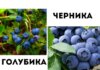 Черника и голубика: в чем разница?