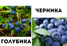 Черника и голубика: в чем разница?