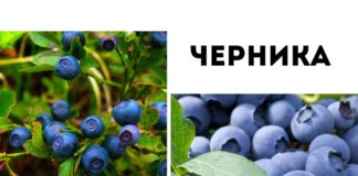 Черника и голубика: в чем разница?