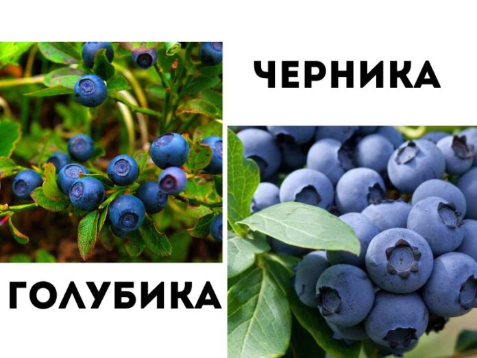 Черника и голубика