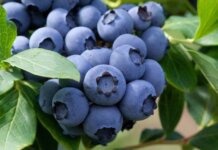 Молдова не в состоянии заполнить рынок своей голубикой