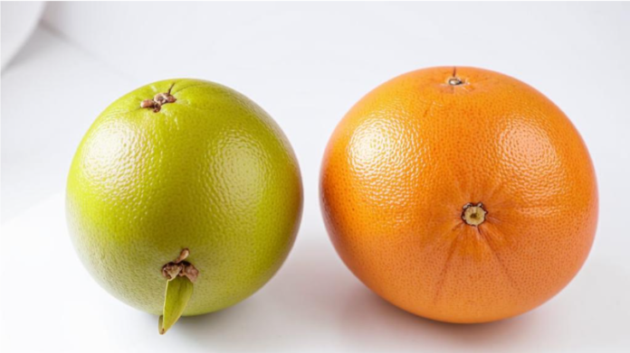 Грейпфрут и помело. Фото ИИ kandinsky