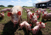 В Молдове уничтожат 65 тысяч свиней. Как это отразится на стоимости мяса?