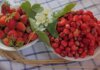 Клубника vs земляника: главные отличия, о которых вы не знали