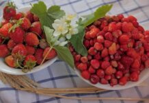 Клубника vs земляника: главные отличия, о которых вы не знали