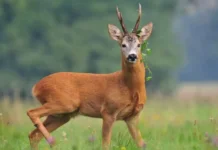 В Рыбницком районе застрелили косулю: браконьерам грозит тюрьма браконьеры, косуля, охота, тюрьма, уголовная ответственность
