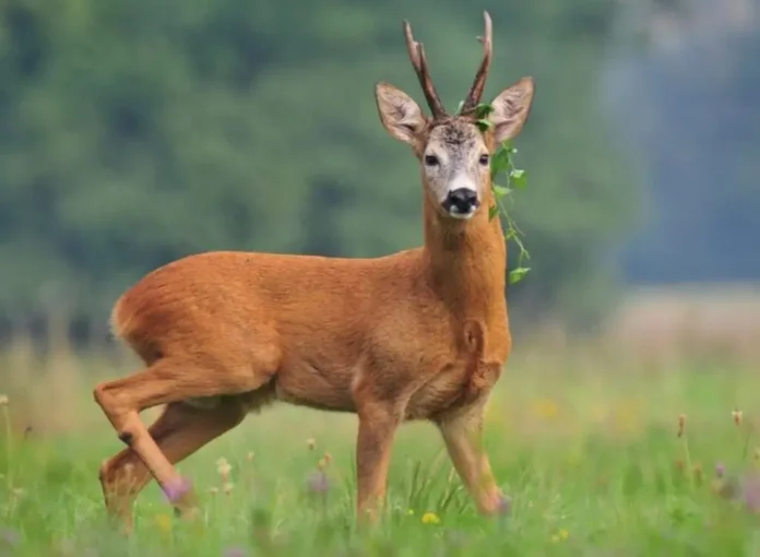 браконьеры, косуля, охота, тюрьма, уголовная ответственность