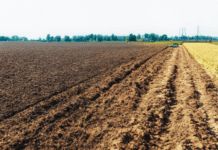 В Молдове трактора сравняли кукурузу и подсолнечник с землёй Неурожай кукурузы, подсолнечника. Фото ИИ kandinsky