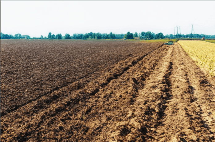 Неурожай кукурузы, подсолнечника. Фото ИИ kandinsky Неурожай кукурузы, подсолнечника. Фото ИИ kandinsky