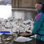 Лебеди на Днестре