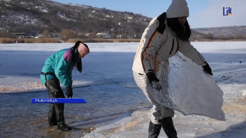Лебеди на Днестре