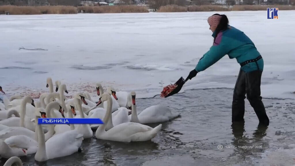 лебеди, Днестр, Рыбница, помощь