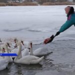 лебеди, Днестр, Рыбница, помощь