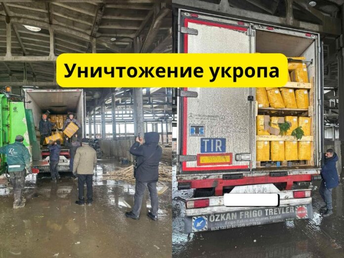 Уничтожение укропа