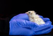 Впервые в Мире вывели птенцов в искусственной скорлупе Птенцы. Фото_ Colossal Biosciences