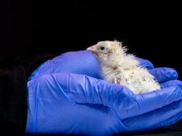 Впервые в Мире вывели птенцов в искусственной скорлупе Птенцы. Фото_ Colossal Biosciences