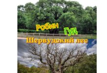 Шервудский лес скорбит по древнему дубу, связанному с Робин Гудом: «Это душераздирающая трагедия для всех» Шервудский лес