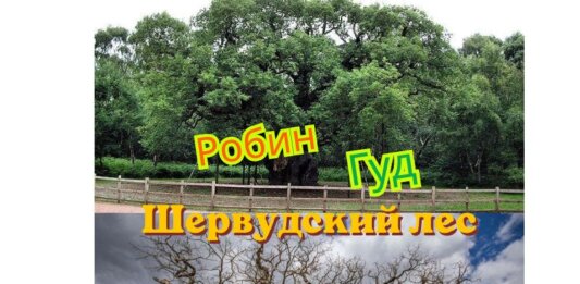 Шервудский лес скорбит по древнему дубу, связанному с Робин Гудом: «Это душераздирающая трагедия для всех» Шервудский лес
