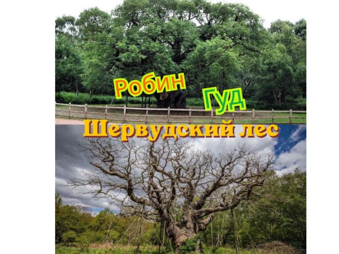 Шервудский лес