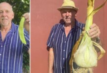 Чеснок весом 1,75 кг установил новый мировой рекорд Чеснок гигант. Фото с сайта seeds.org.ua