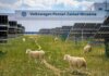 Volkswagen нанял 100 овец, чтобы они убирали траву на солнечной электростанции