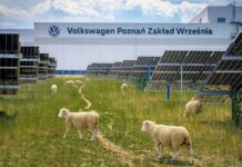 Volkswagen нанял 100 овец, чтобы они убирали траву на солнечной электростанции